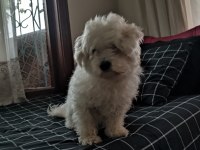 0 numara terrier