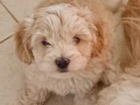 Erkek maltipoo