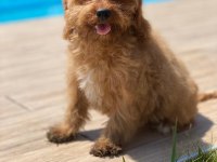 Cavapoo Yavruları Sağlık ve Irk Garantili
