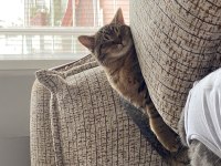 British Shorthair Kedimize Yuva Arıyoruz