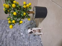 KÖPEĞİMİZDE KUSUR ARAMAYIN BULAMAZSINIZ