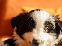 Border Collie Yavrular
