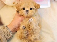 Kore Poodle Kızımın Bebekleri
