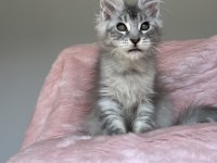 Gümüş renkli maine coon erkek