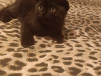 Scottish fold bebişler yeni yuvalarını arıyor