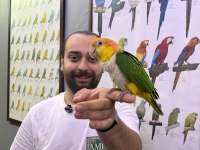 Caique Papağanı Full Eği̇ti̇mli̇ Evci̇l Konuşan