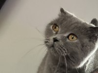 Şecereli safkan british shorthair kedilerimiz