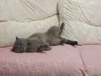 Scottish fold 2,5 aylık