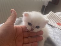 Pamuk prensle prenses british longhair