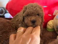 Toypoodle Yavrularımız 