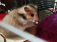 Yavru Suriye Hamster