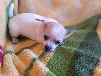 erkek şivava 2.5 aylık chihuahua