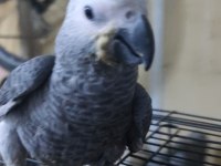 Bebek jako papağanı bir bacağı içeri basmaktadır