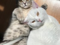 Beyaz British Longhair