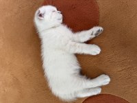 Mavi boncuk british shorthair
