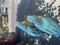 ÇİFT ARA MACAW