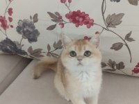 Çok Güzel Golden Dişi British Shorthair
