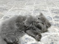 2 Aylık Scottish Fold Yavrularımız