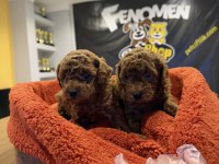 WC EĞİTİMLİ TOY POODLE YAVRULR ANKARA MAĞZAMZDA GÖRÜN