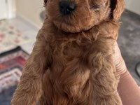 Toy poodle yavrular