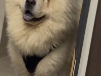 8 Aylık Erkek Chow Chow
