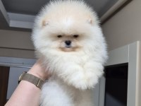 ÜST KALİTE AYICIK YÜZ POMERANİAN BOO ERKEK