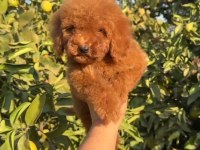YENİ EV ARKADAŞINIZ POODLE