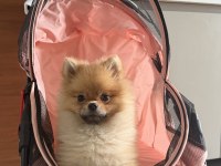 7 aylık aşıları tam kimlikli pomeranian