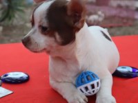 Chihuahua Erkek yavru Teacup Marjinal Renk