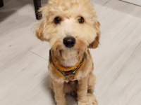 Aylık erkek maltipoo