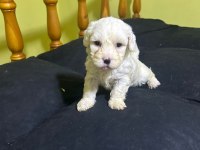 Maltese beyaz köpeği