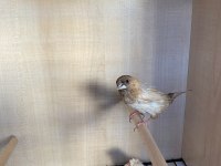 Yumurtlayan golden finch ve tepeli benegal bakıcı ile