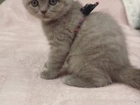 2 AYLIK YAVRU KEDİLERİMİZ YENİ YUVALARINI ARIYOR