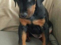 Estetikli Doberman Yavrular