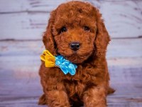 Toy Poodle Safkan Her Renk Yavrularımız
