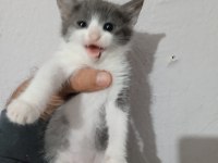 3 aylık diş ve erkek kedilerim var