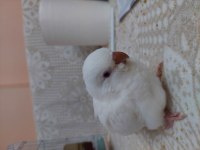 Albino monk papağanı