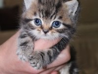 Rezerveye hazır güzel scottish fold yavrularım