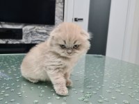 Scottish fold dişi ve erkek yavru