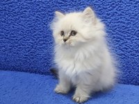 Long Hair Mavi Boncuk Silver yavrumuz teslime hazırdır