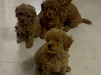 Anne altından uygun orjinal poodle bebekler