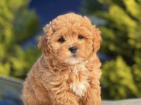 Maltipoo yavrularımız
