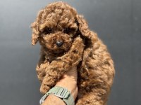 Ruhsatlı çiftlikde ziyarete açık toy poodle yavrular
