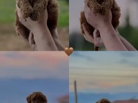 Toy Poodle Köpeği