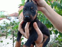 A kalite doberman yavrular