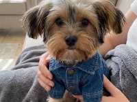 Uyumlu çok akıllı yorkshire terrier