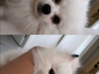 1 yaşında erkek pomeranian eğitimli kar beyazı renkte
