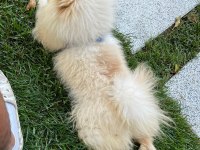 Meraklısına pomeranian boo