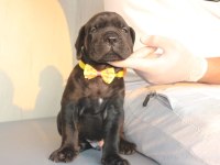A SCR KIF-FCI KAYITLI CANE CORSO YAVRULAR