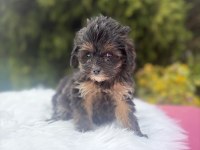 Maltipoo yavrularımız